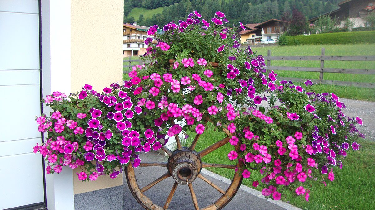 "Drei-Berge-Blick" - Ferienwohnung in Dorfgastein, Haus Schnepfleitner