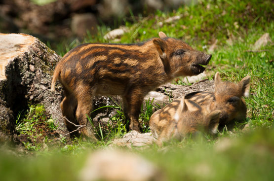 Zoo & Tiergarten - Ausflugsziele im Salzburger Land & in der Stadt Salzburg